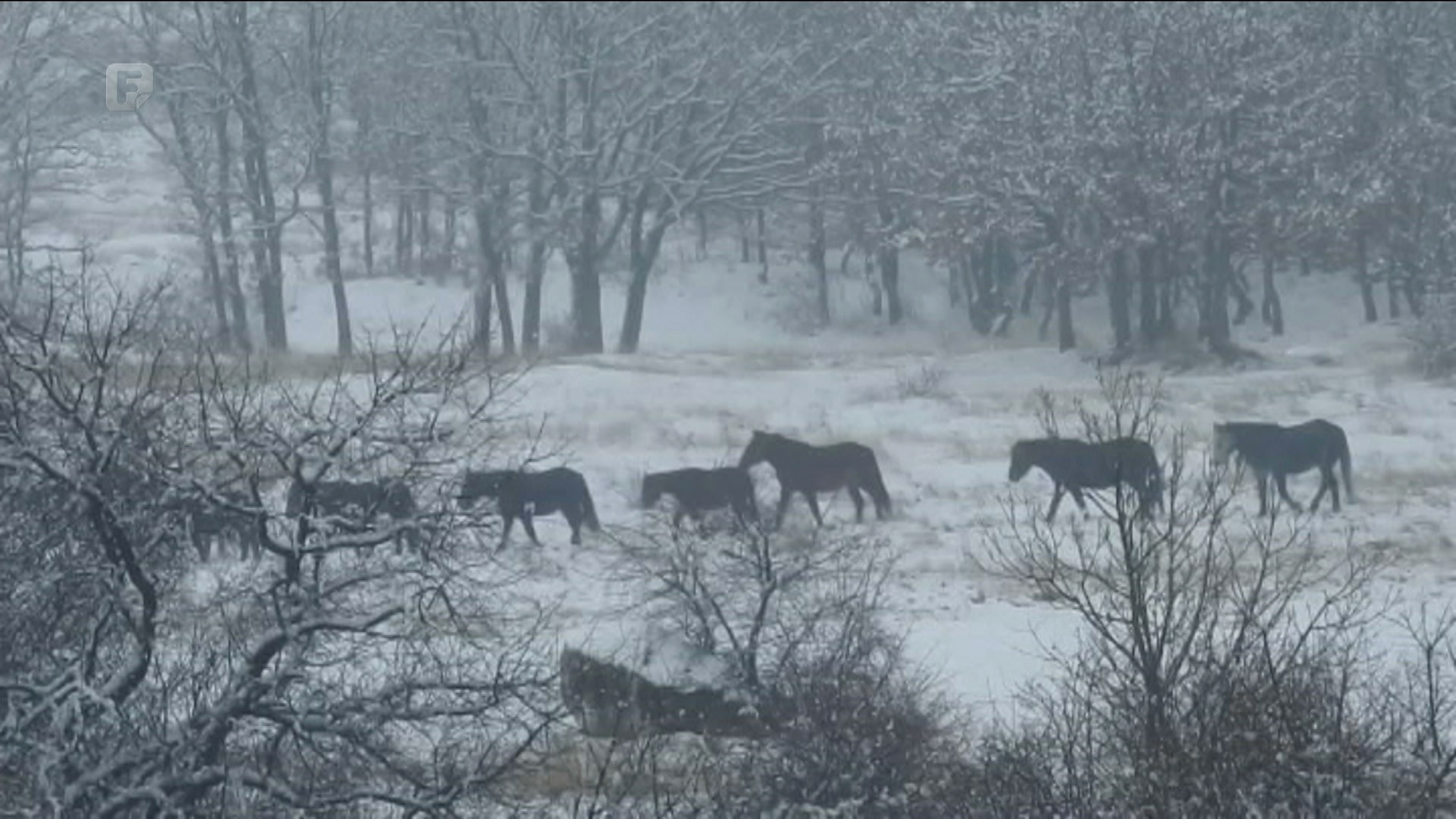 Livanjski divlji konji ovih dana su blizu cesta
